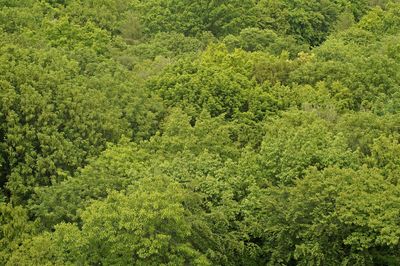 High angle view of trees in forest