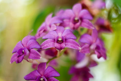 Close-up of pink flowering plant