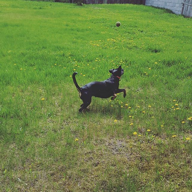 grass, animal themes, field, grassy, one animal, green color, domestic animals, bird, wildlife, animals in the wild, dog, high angle view, nature, mammal, full length, two animals, pets, day, growth, outdoors