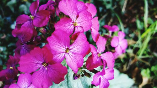 Close-up of pink flowers