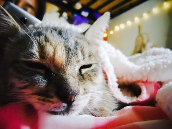 Close-up portrait of cat