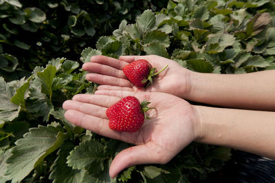 Cropped image of person holding strawberries against plants
