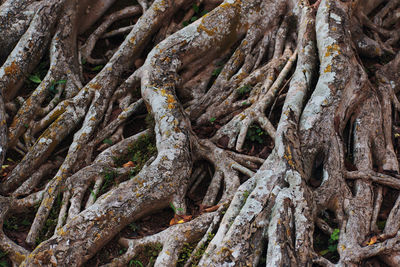 Full frame shot of tree trunk