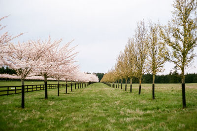 Trees blooming in springtime