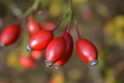 Close-up of tomatoes on tree
