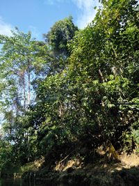 Trees in sunlight