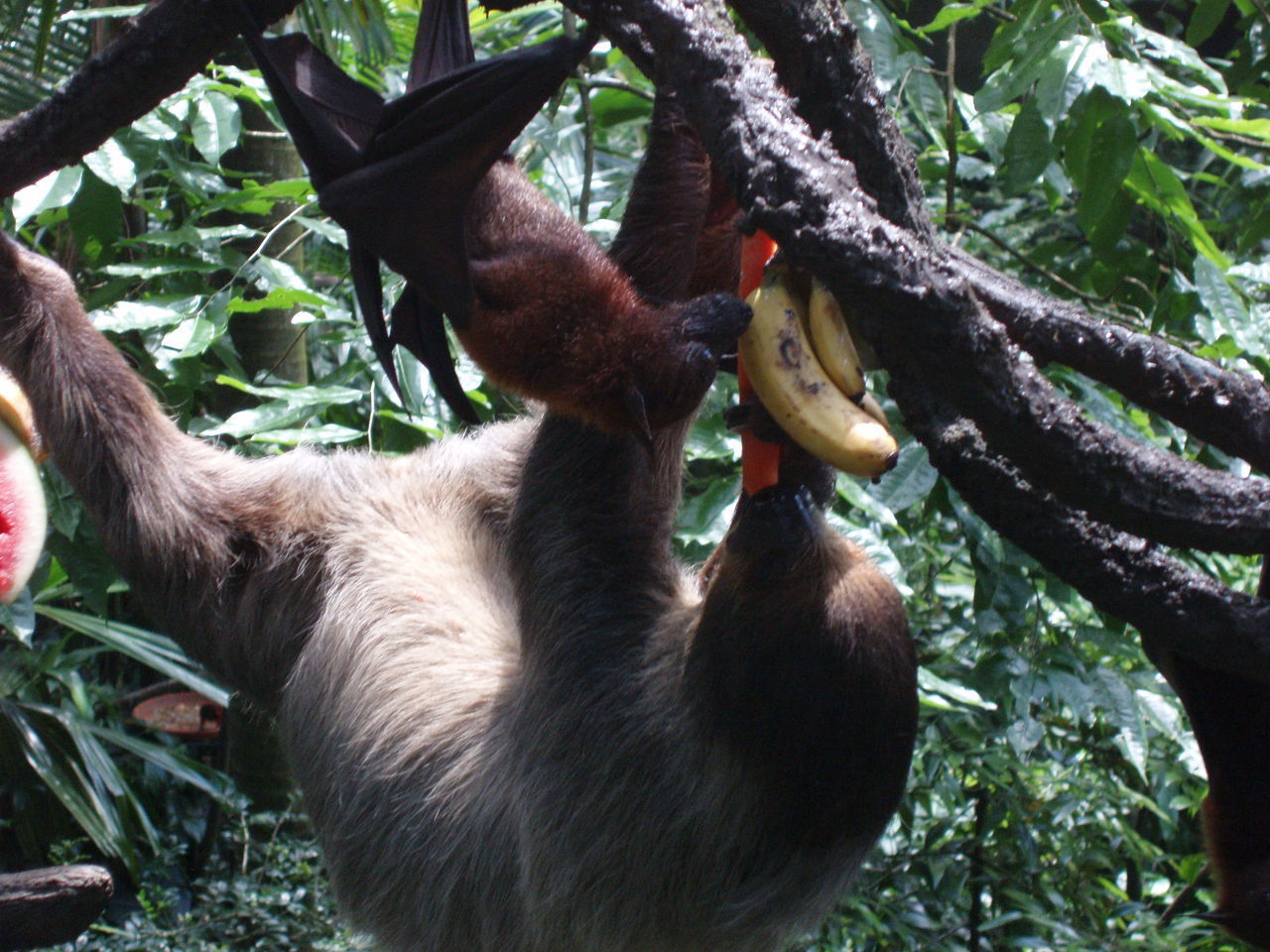 CLOSE-UP OF HORSE EATING HANGING FROM TREE