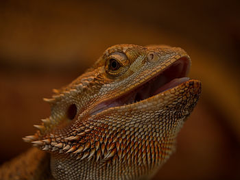 Close-up of lizard