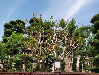 Low angle view of trees against sky