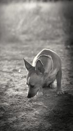 Dog on floor