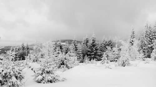 Trees on snow covered landscape against sky