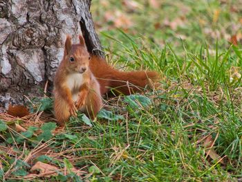 Squirrel on a field