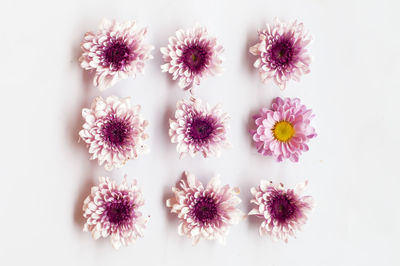 Close-up of pink flowers against white background