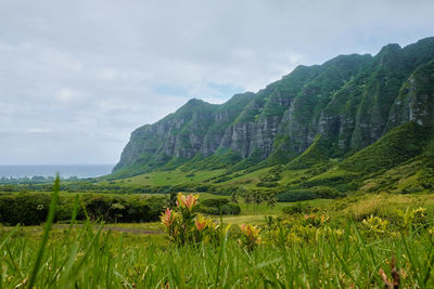 Scenic view of field against sky