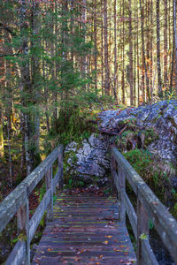 Footpath amidst trees in forest