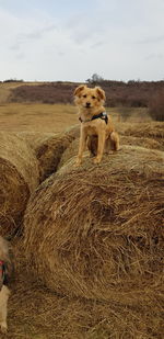View of a dog on field