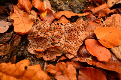 Close-up of dry leaves on field during autumn