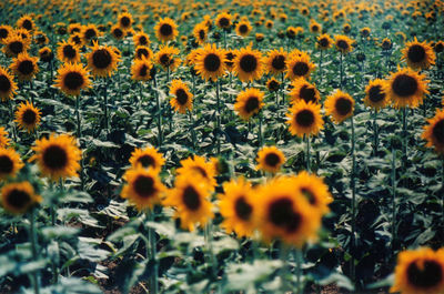 Field of sunflowers