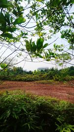 Plants growing on field