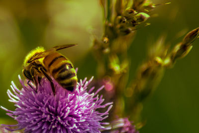 Close-up of bee pollinating on purple flower