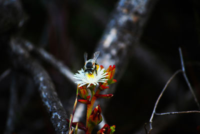 Close-up of insect on flower