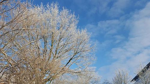 Low angle view of trees against blue sky