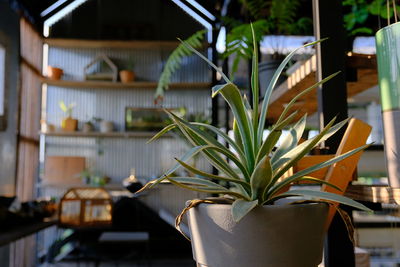 Close-up of potted plant on table