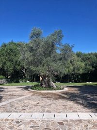 Trees and plants against clear blue sky