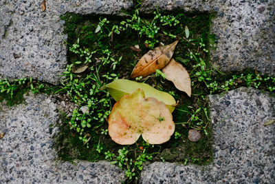 Close-up of plant growing on ground