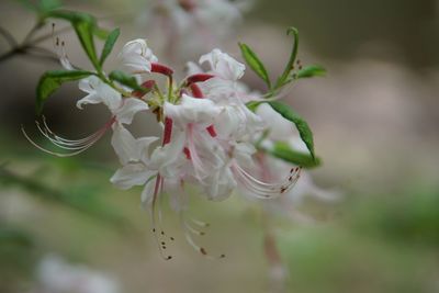 Close-up of white flowers