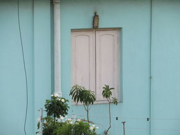 Potted plant against window of building