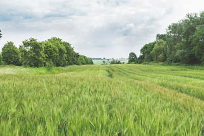 Scenic view of agricultural field against sky