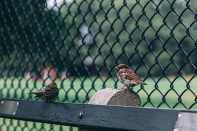 Bird perching on chainlink fence