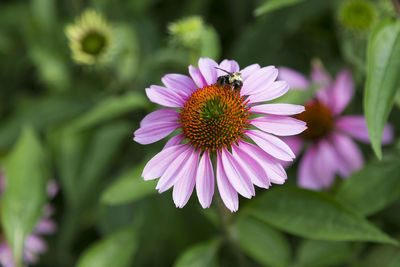 Bumblebee suckling from pink eastern purple coneflower