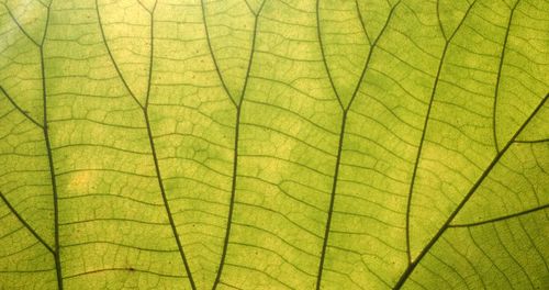 Macro shot of green leaf