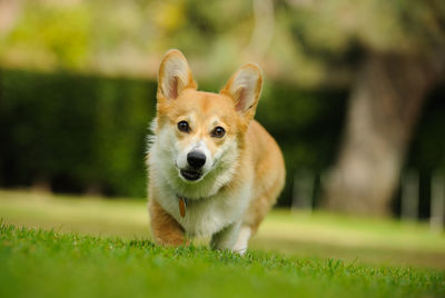 Portrait of dog on grass