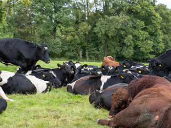 Cows in a farm