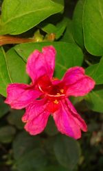 Close-up of pink flower blooming outdoors