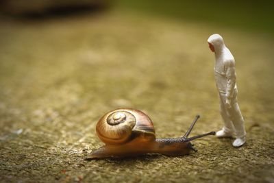 Close-up of snail