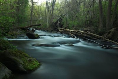 River amidst trees in forest