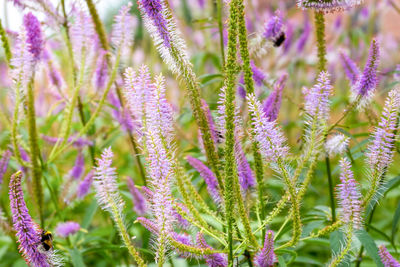 Close-up of veronica longifolia meadow medicinal plant. nature, environment concept 
