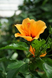 Close-up of orange day lily blooming outdoors