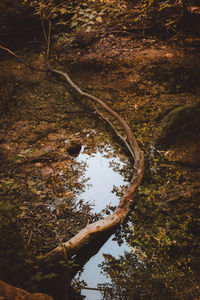 Reflection of trees in water against sky