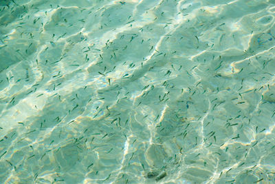 Surface of ocean and sea waves with school of fish.
