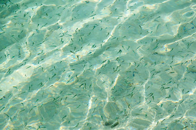 Full frame shot of fish swimming in pool