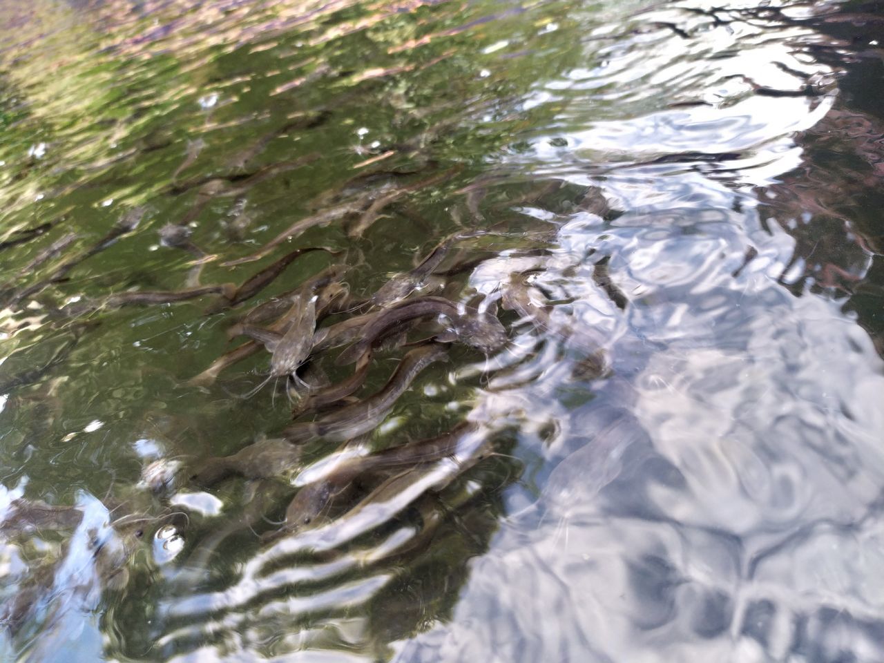 HIGH ANGLE VIEW OF A TURTLE IN LAKE