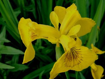 Close-up of day lily blooming outdoors