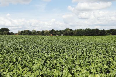 Scenic view of agricultural field against sky