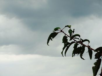 Silhouette of plants against cloudy sky