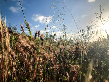 View of stalks in field against sky